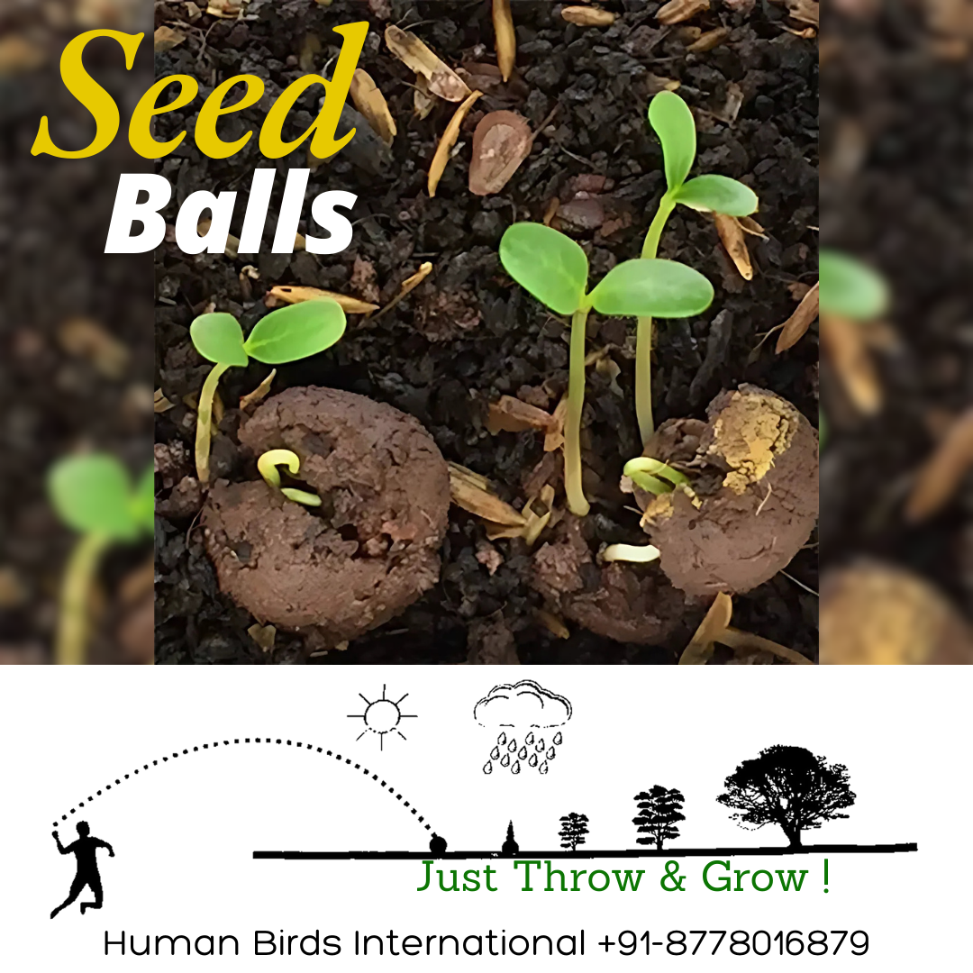 Personalized Paper Pouch Seed Balls Return Gift for Birthday | Pack of 4 Seed Balls
